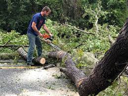 Trusted Bakerstown, PA Tree Care Experts